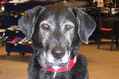 Hund Cindy
